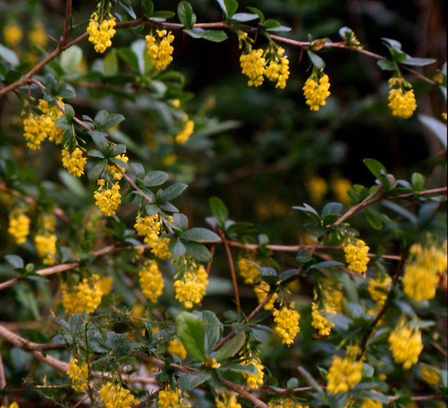 Berberis vulgaris / Crespino